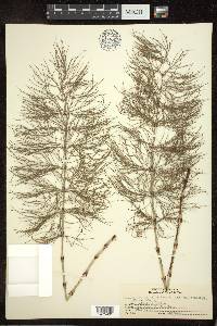 Equisetum sylvaticum var. multiramosum image