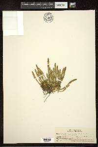 Selaginella selaginoides image