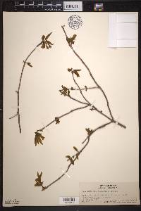 Lonicera canadensis image