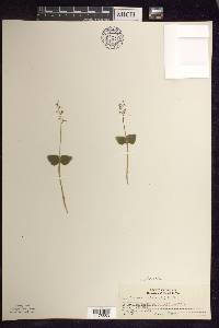 Listera cordata image