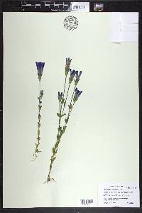 Gentianopsis crinita image