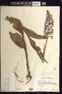 Platanthera psycodes image