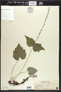 Mitella diphylla image