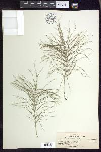 Equisetum pratense image