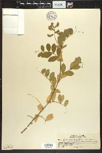 Lathyrus japonicus image