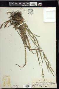 Carex leptonervia image