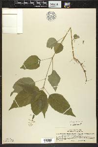 Circaea canadensis image