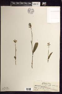 Platanthera clavellata image