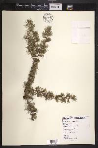 Larix laricina image