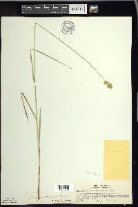 Carex merritt-fernaldii image