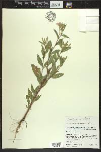 Oenothera parviflora image