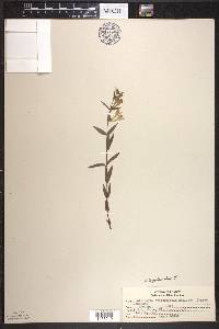 Scutellaria galericulata image