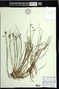 Carex magellanica image