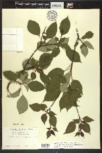 Cornus alternifolia image