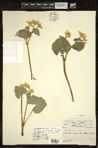 Caltha palustris image