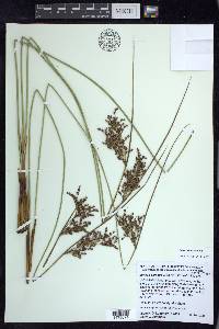 Juncus balticus subsp. littoralis image