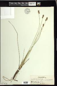 Carex sterilis image