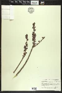 Daphne mezereum image