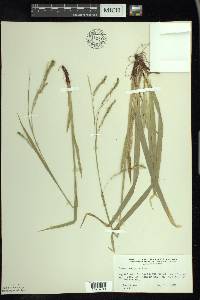 Carex arctata image