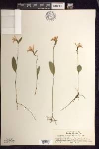 Pogonia ophioglossoides image