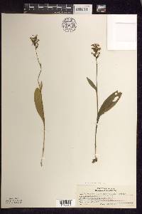 Platanthera clavellata image