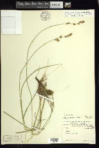 Carex prairea image