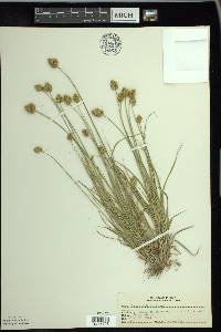 Carex bebbii image