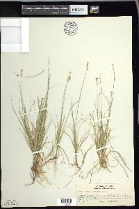 Carex disperma image