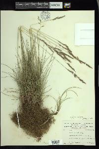 Festuca rubra image