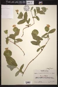 Lonicera dioica image