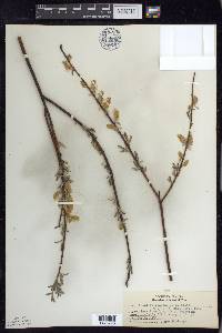 Salix petiolaris image