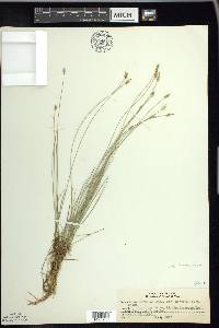 Carex leptalea var. harperi image