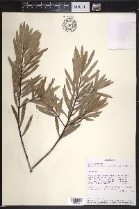Podocarpus tepuiensis image