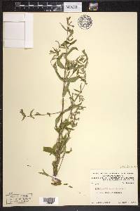 Scutellaria galericulata image