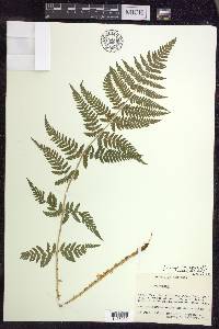 Dryopteris × triploidea image