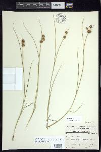 Juncus nodosus image