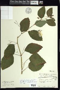 Impatiens pallida image