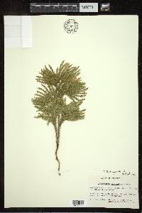 Dendrolycopodium dendroideum image