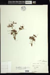Cyperus bipartitus image