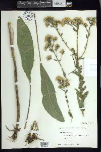 Solidago rigida image