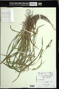 Carex grisea image