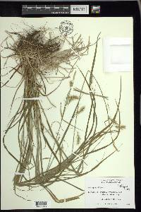 Carex sprengelii image