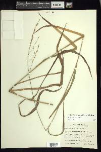 Bromus pubescens image