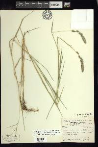 Muhlenbergia glomerata image