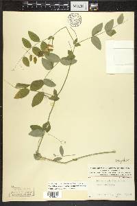 Lathyrus ochroleucus image