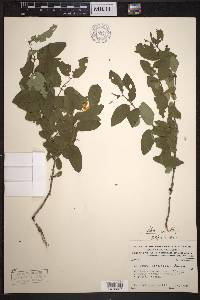 Lonicera canadensis image