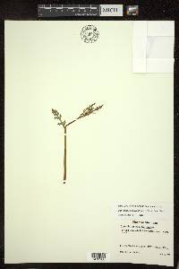 Botrychium matricariifolium image