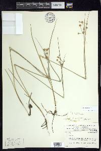 Juncus nodosus image