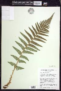 Dryopteris filix-mas image