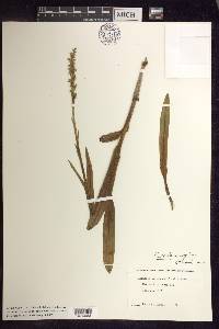 Platanthera aquilonis image